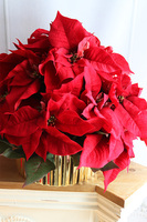 Gwiazda Betlejemska Goldeo 2, wysokiej jakości sztuczna roślina