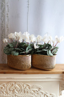 Szronione Cyklameny 3, elegancka zimowa kompozycja