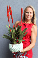 Bromelia Pistacio, sztuczna roślina w doniczce