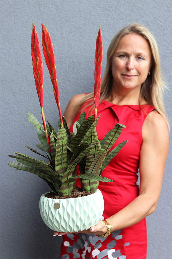 Bromelia Pistacio, sztuczna roślina w doniczce