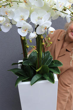 Simple Grande Fiberglass, storczyk w białej donicy z fiberglass, wys.129cm 