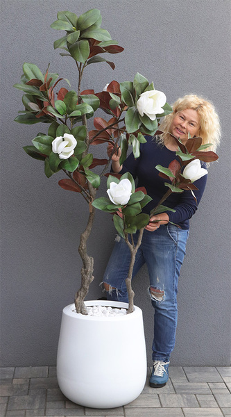 Magnolia Biellita, kwitnące drzewko w donicy fiberglass