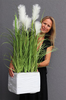 Crepiana 2, trawy z kłosami do Twojej donicy