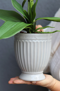 Apolonia Perane, storczyk w ceramicznym pucharze, wys.52cm