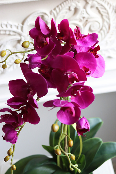 Fuksja Nemia Jerda, storczyk w czarnej doniczce