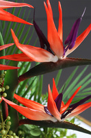 Strelicja Pompadour, egzotyczna kompozycja w szklanej misie