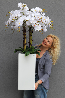 Grande Fiberglass Novelty, storczyk w białej donicy z fiberglass (połysk), wys.130cm