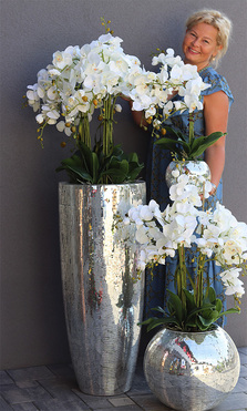 storczyki Explosion, Silver, kpl.3szt