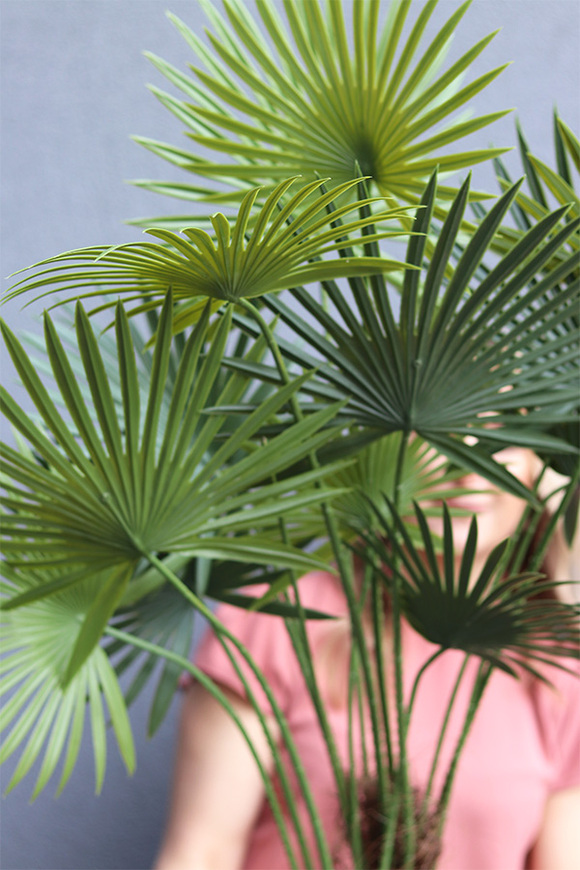 Palma Livistona, sztuczna roślina w doniczce