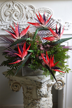 Strelicja Hotelia Red, podłużna kompozycja w donicy, wym.45x53x43cm