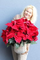 Gwiazda Betlejemska Hilton 3, wysokiej jakości sztuczna roślina