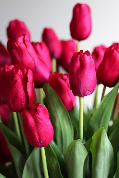Pink Tulips, amarantowy flowerbox z tulipanami