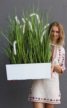 kompozycja traw w białej donicy Greta Devilla z kłosami, wys.88cm