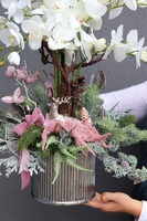 Nerutea, elegancki storczyk zimowy