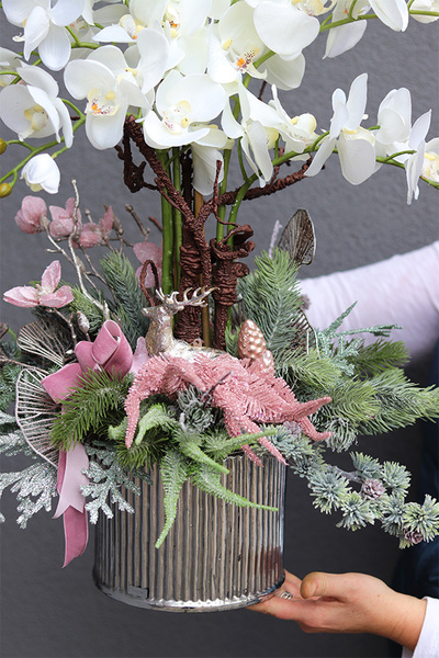 Nerutea, elegancki storczyk zimowy