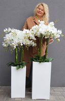 Grande Fiberglass Novelty 3, storczyk w białej donicy z fiberglass