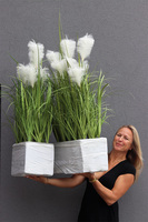 Crepiana 2, trawy z kłosami do Twojej donicy