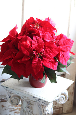 Gwiazda Betlejemska Redania, świąteczna kompozycja, wym.33x45cm 