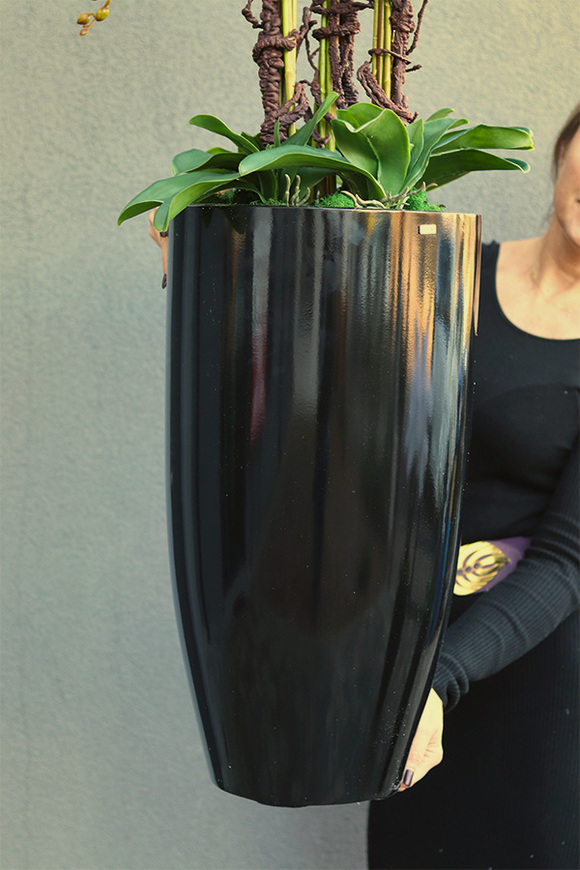 duży storczyk Black Fiberglass Grande Dorea 2 w czarnej donicy