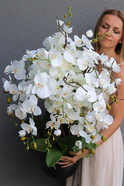 Grande Fiberglass Novelty Black, storczyk w czarnej donicy