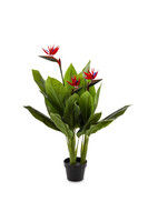 Strelicja Czerwona, sztuczna roślina w donicy