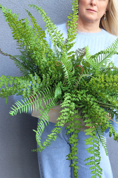 Momu Concrete, paprotka w betonowej donicy