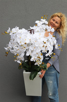 Grande Fiberglass Novelty, storczyk w białej donicy z fiberglass (połysk), wys.130cm