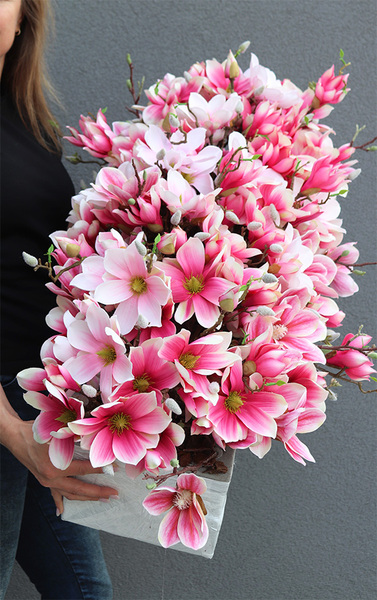 Dalila Magnolie, kompozycja z magnolii w stretchu do obsadzenia, wym.43x98x48cm