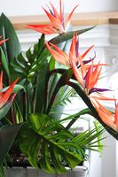 Strelicja Basket, kompozycja w koszu