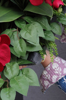 Red Orchids Volcan, wiązanka nagrobna na ciężkiej tacy