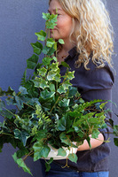 Pianola Ivy, zielona kompozycja z bluszczem w misie