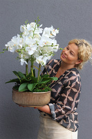 elegancki storczyk w złotej misie Verusta 2