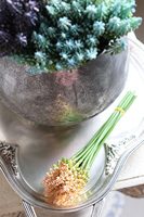 Szafirki, bukiecik turkus