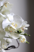 Silver Piano, biały storczyk w lustrzanej donicy