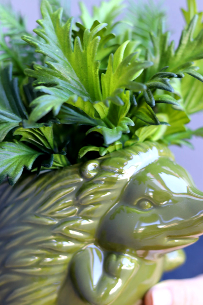 Jeżyk Fern, kompozycja z paprocią w naczyniu