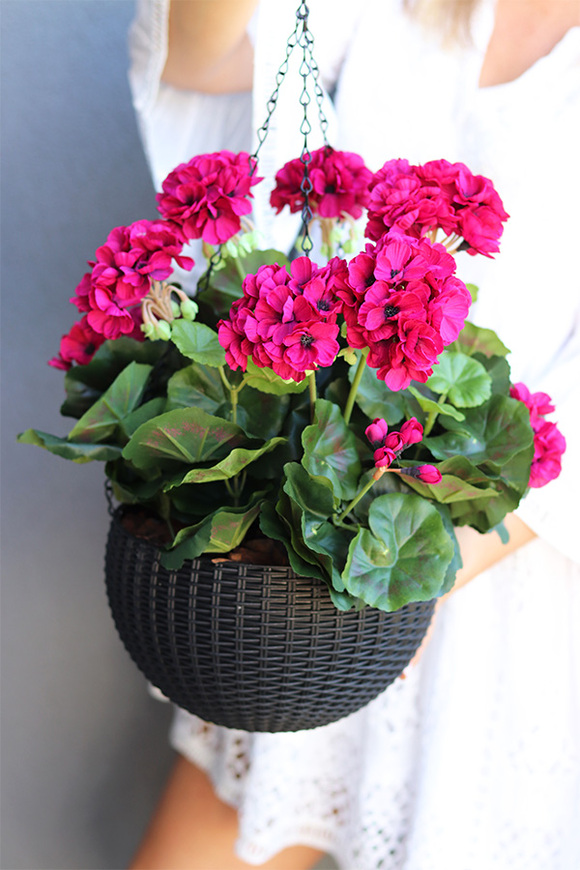 Pelargonia Cherry, kompozycja pelargonie w wiszącej donicy
