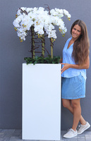 Fiberglass Grande Quadrina, ekskluzywny wysoki biały storczyk