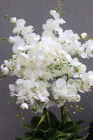 Cooler Fresco Italia, ekskluzywny sztuczny storczyk