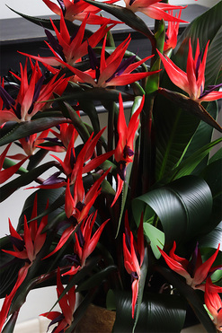 Princera Rubinowa Strelicja, kompozycja w złotej donicy, wys.120cm