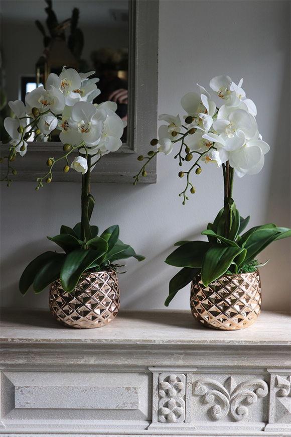 Goldigo, elegancki storczyk w miedzianej donicy, wys.58cm