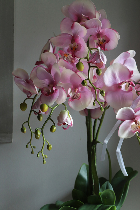 Bedolia Pink, różowy storczyk w donicy z kryształami, wys.62cm