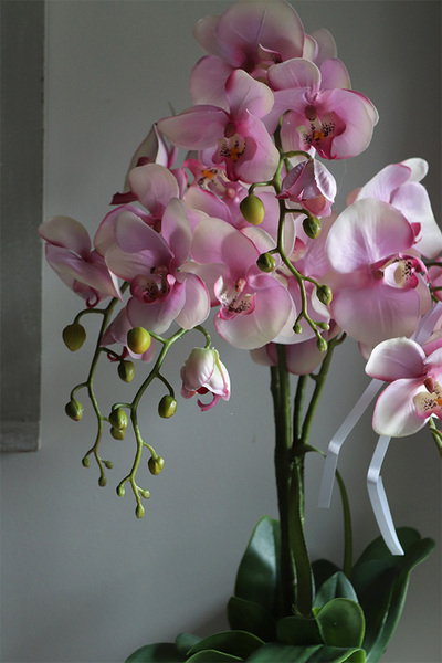 Bedolia Pink, różowy storczyk w donicy z kryształami, wys.62cm