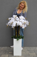 Grande Fiberglass Novelty, storczyk w białej donicy z fiberglass (połysk), wys.130cm