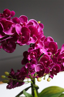 Gallindia Teria, storczyk fuksja w ażurowej donicy