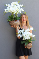 Ceramic House 3, sztuczny storczyk w ozdobnej misie