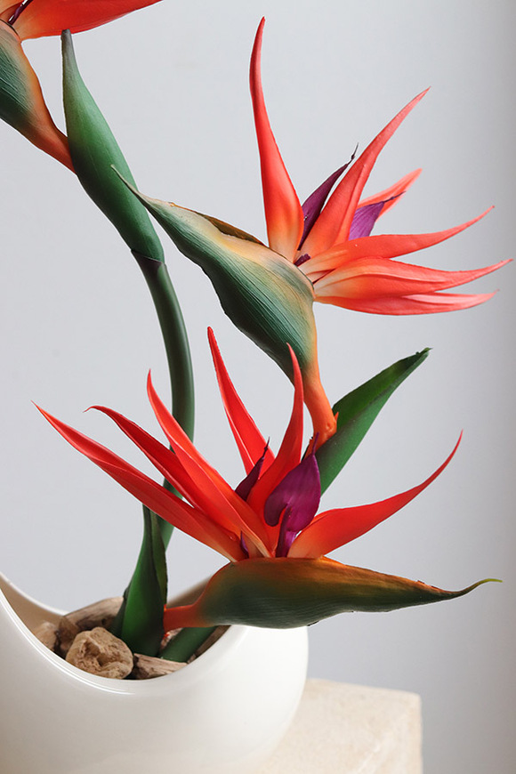 Strelicja Księżycowa, kompozycja ze strelicją w donicy