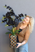 Black Orchid Diamonds, czarny storczyk glamour