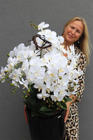 Black&White Fiberglass Grande, duży storczyk w czarnej donicy