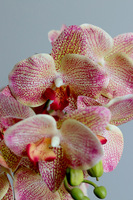 Castellamare Elite, różowy storczyk w miedzianej donicy