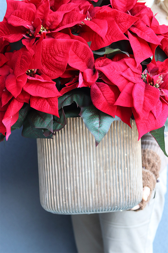 Gwiazda Betlejemska Hilton 2, wysokiej jakości sztuczna roślina